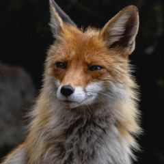 Foxy